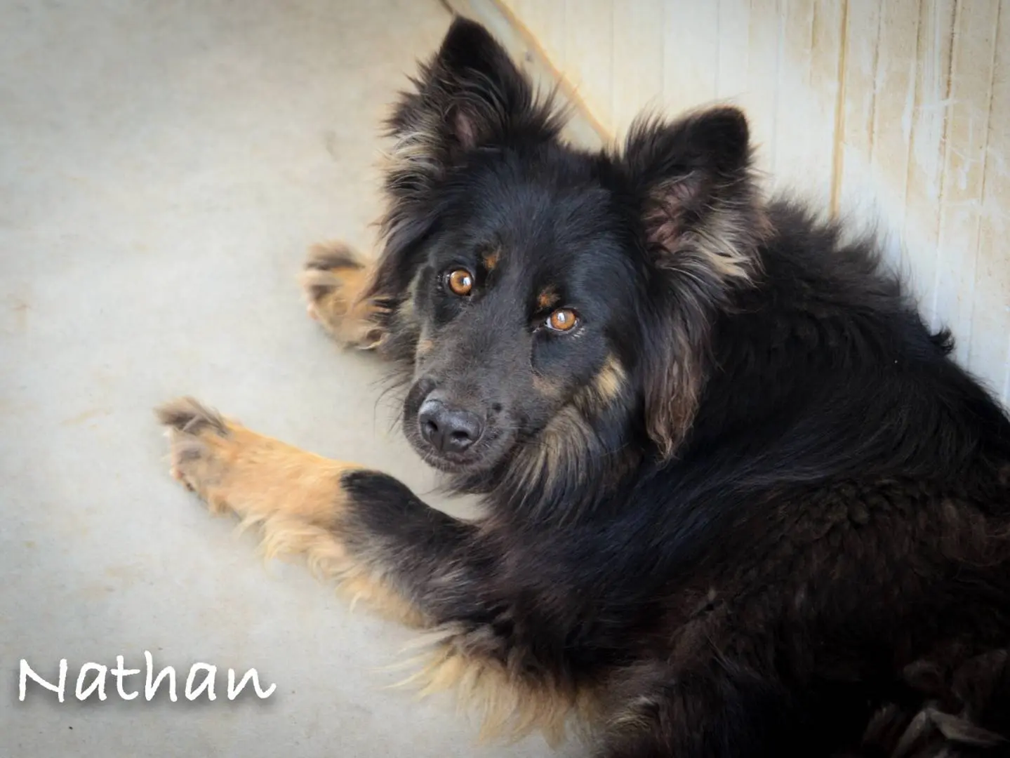 Adotta un cane, maschio, 10 anni e 9 mesi, Verona