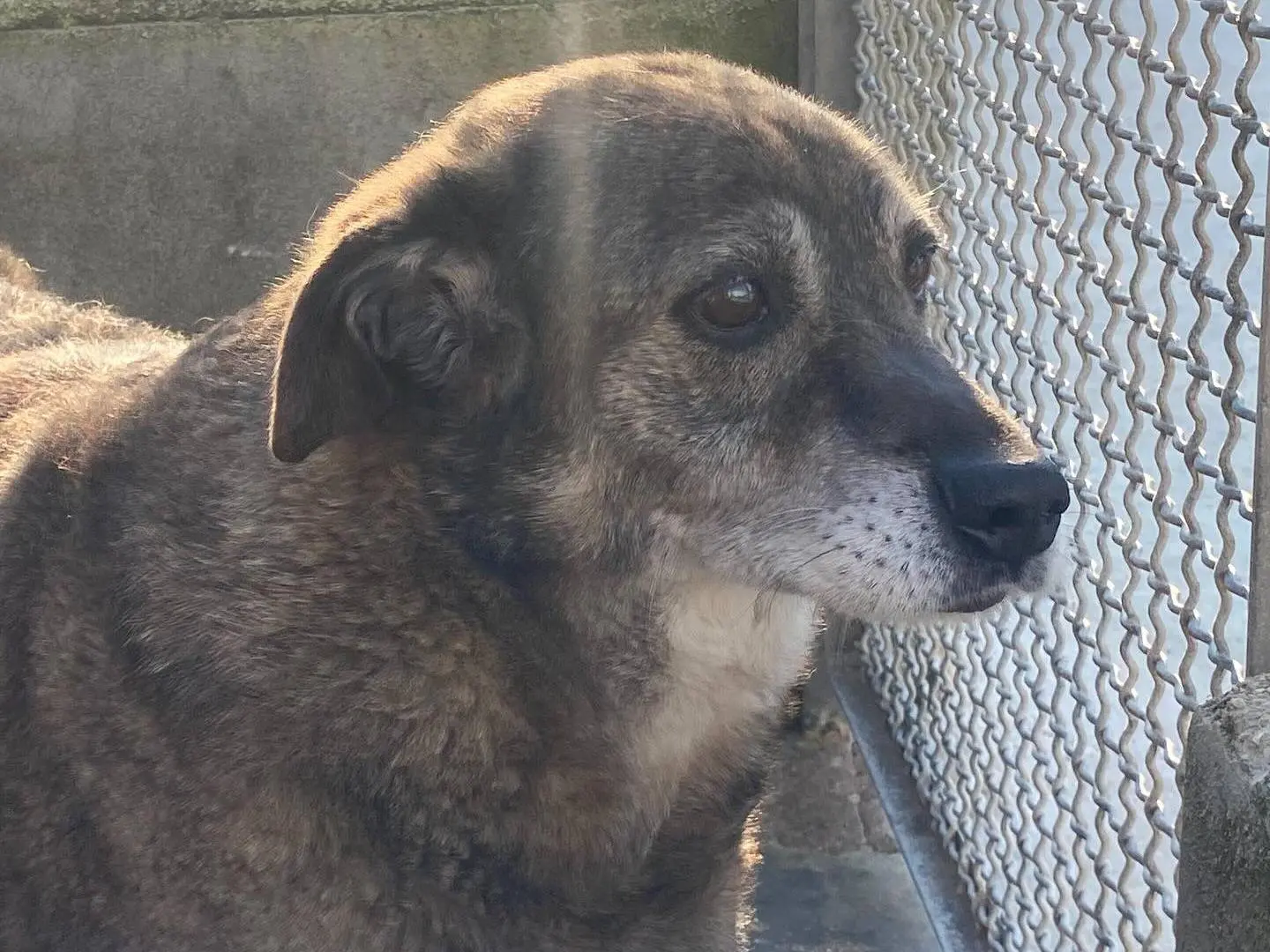 Vuoi adottare un cane a Latina?