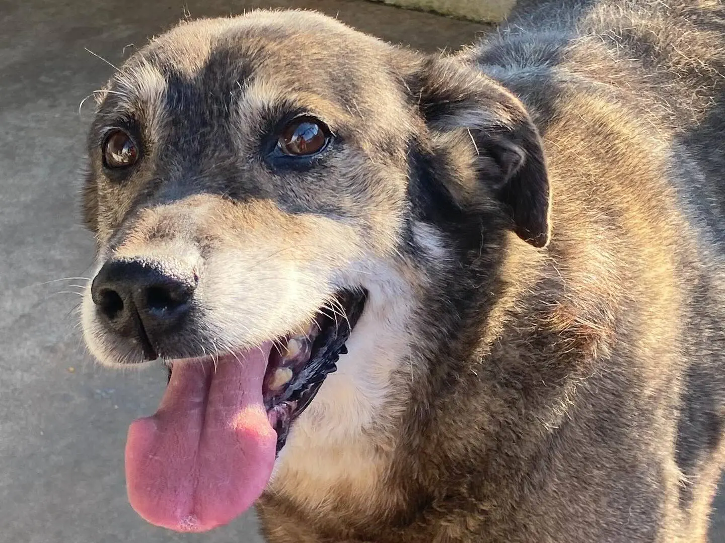 Adotta un cane, taglia media, maschio, Latina