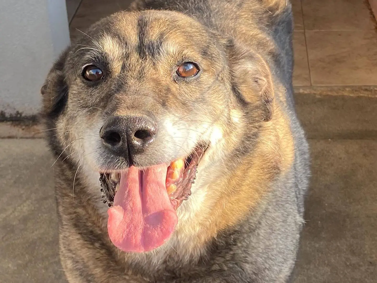 Adozione cane, maschio, Razza sconosciuta Razza sconosciuta, 10 anni e 8 mesi, taglia media, Latina