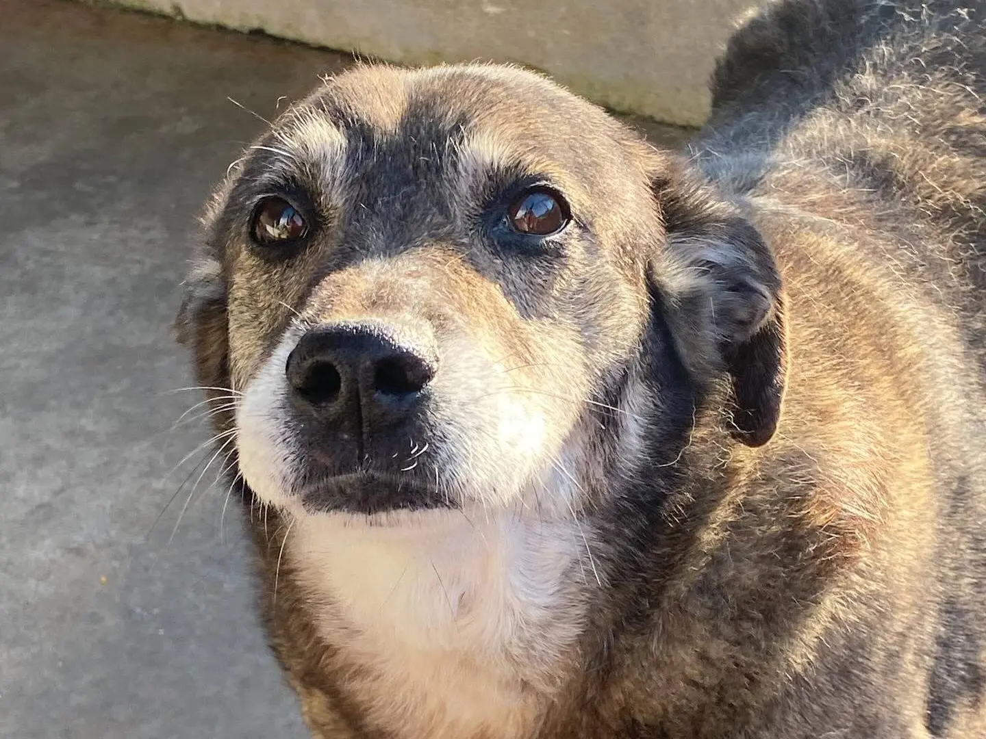 Adotta il cane TIMON a Latina