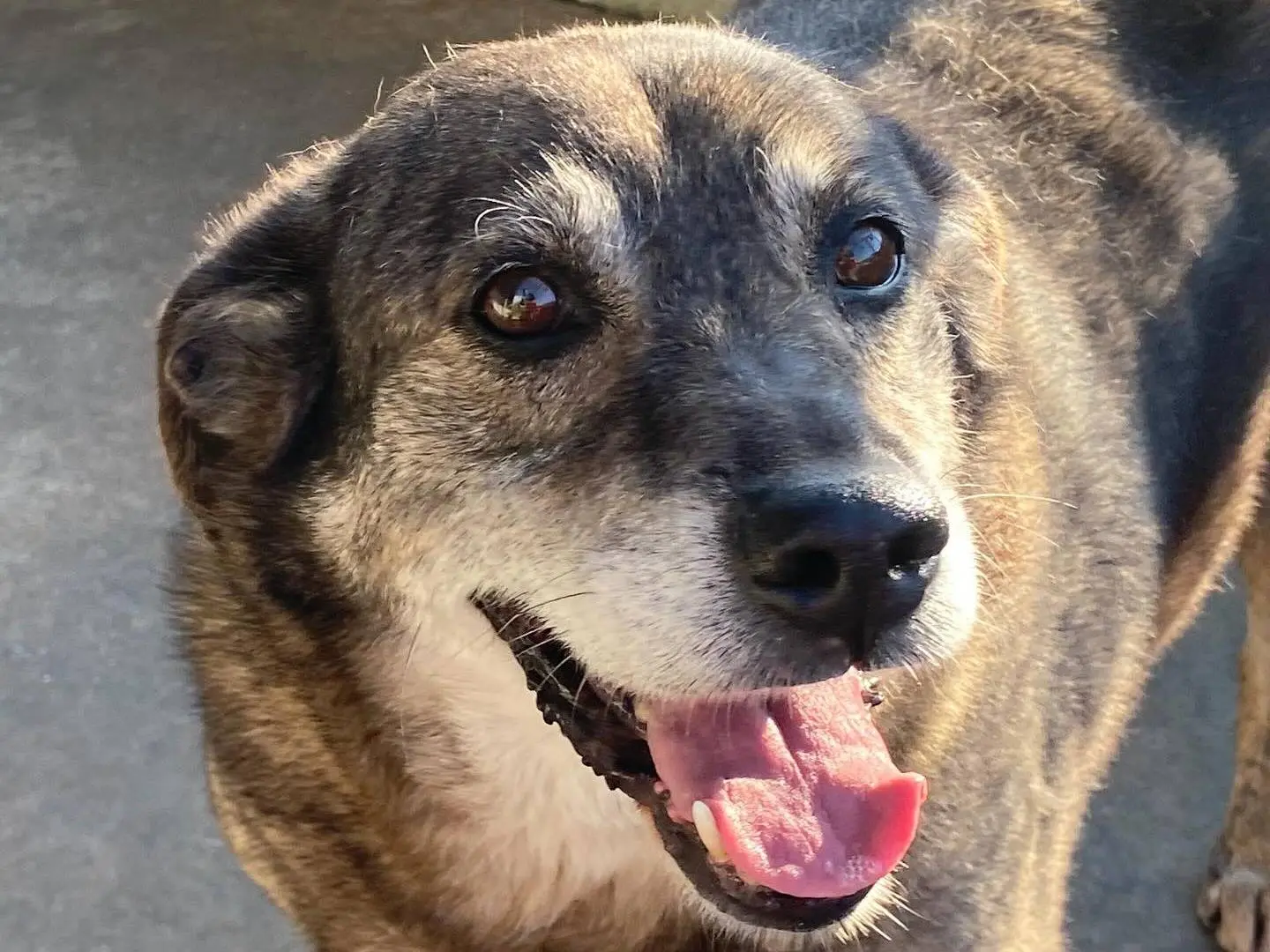 Adotta un cane, maschio, 10 anni e 8 mesi, Latina