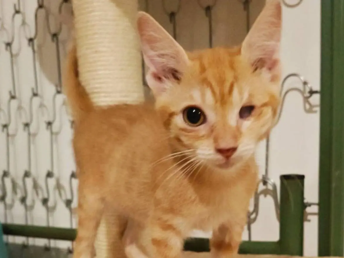 Adozione gatto, femmina, Razza sconosciuta Razza sconosciuta, 5 mesi, taglia non valida, Napoli