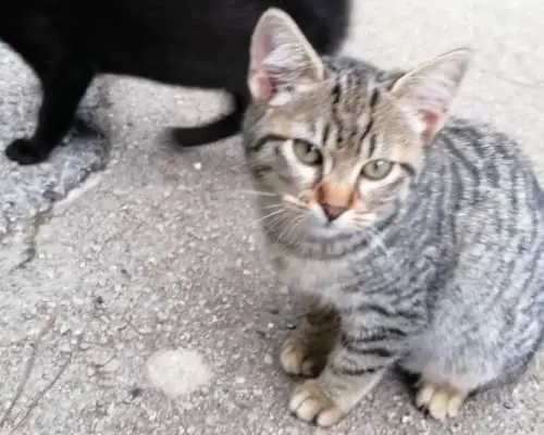 Foto 1 dell'animale