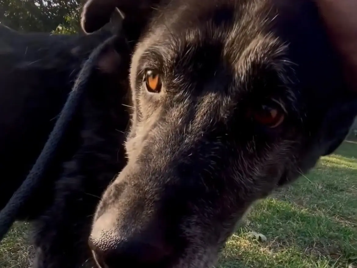 Adozione cane, maschio, meticcio, 10 anni e 9 mesi, taglia media, Roma