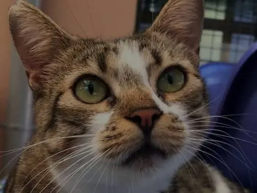 Adozione gatto, femmina, Razza sconosciuta Razza sconosciuta, 1 anno e 7 mesi, taglia non valida, Milano