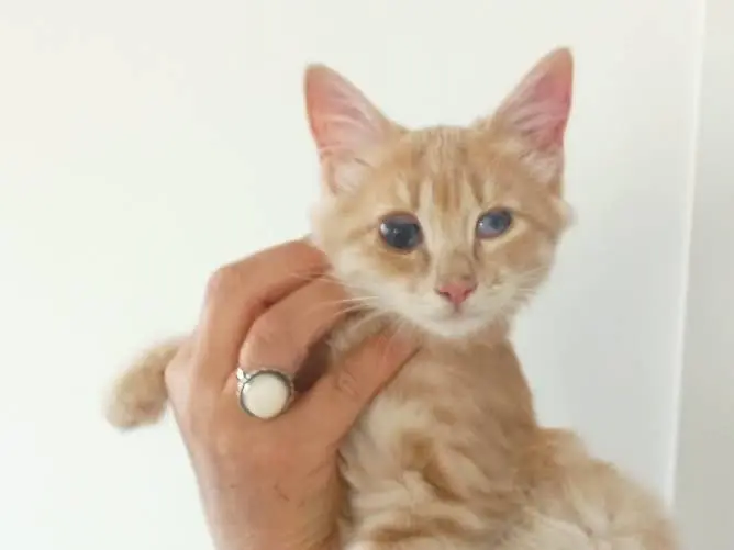 Adozione gatto, femmina, Razza sconosciuta Razza sconosciuta, 3 mesi, taglia non valida, Napoli