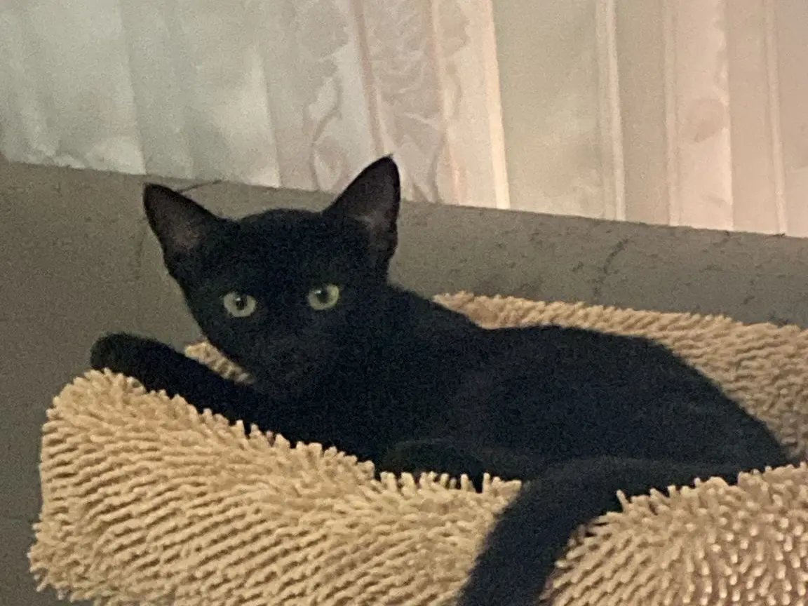 Adozione gatto, maschio, Razza sconosciuta Razza sconosciuta, 9 mesi, taglia non valida, Torino