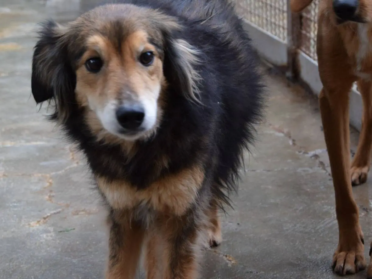 Adozione cane, femmina, Razza sconosciuta Razza sconosciuta, 7 anni e 4 mesi, taglia media, Chieti
