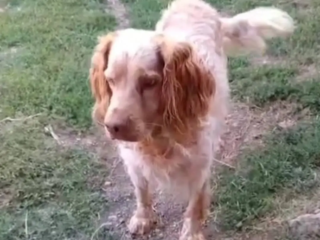 Adotta il cane Orange Breton a Viterbo