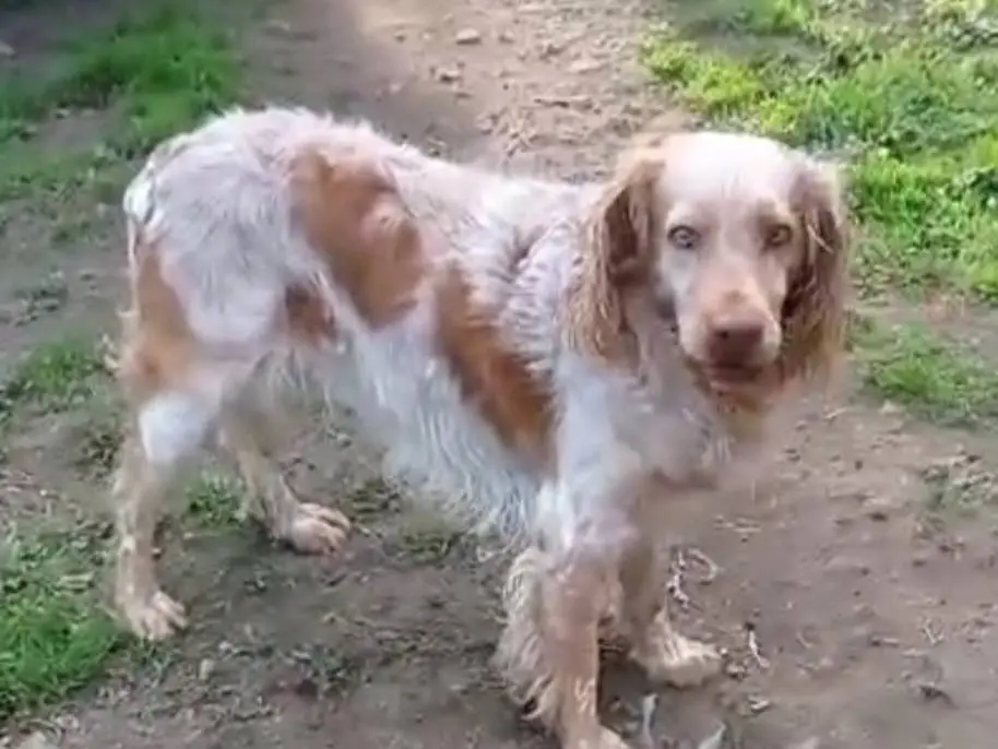 Adozione cane, maschio, Breton Razza sconosciuta, 8 anni, taglia media, Viterbo