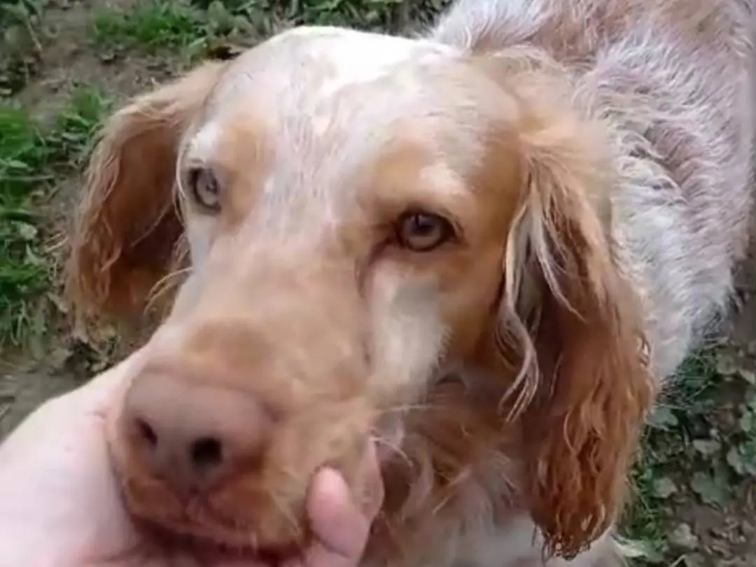 Adotta un cane, taglia media, maschio, Viterbo