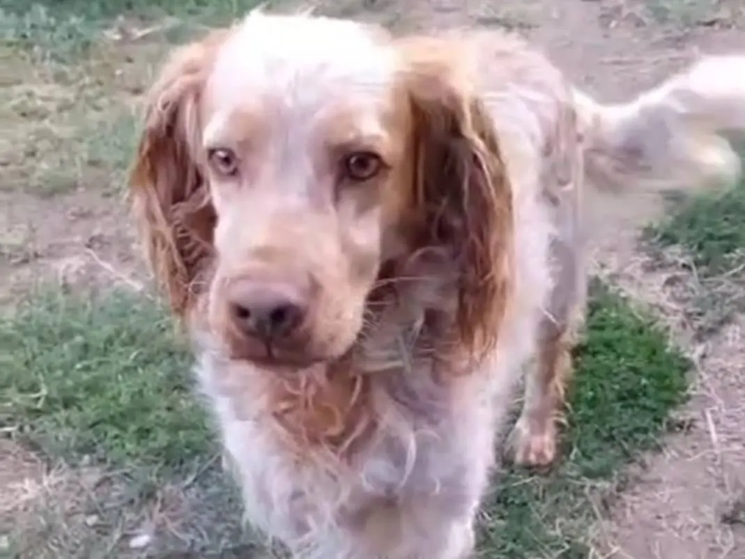 Adotta un cane, maschio, 8 anni, Viterbo