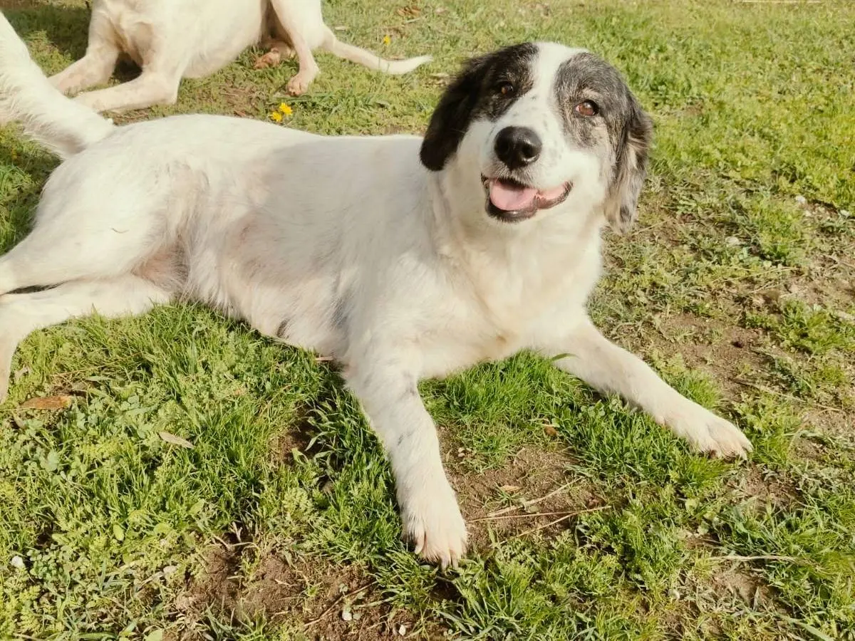 Adozione cane, femmina, Segugio Border Collie, 2 anni e 4 mesi, taglia media, Vibo