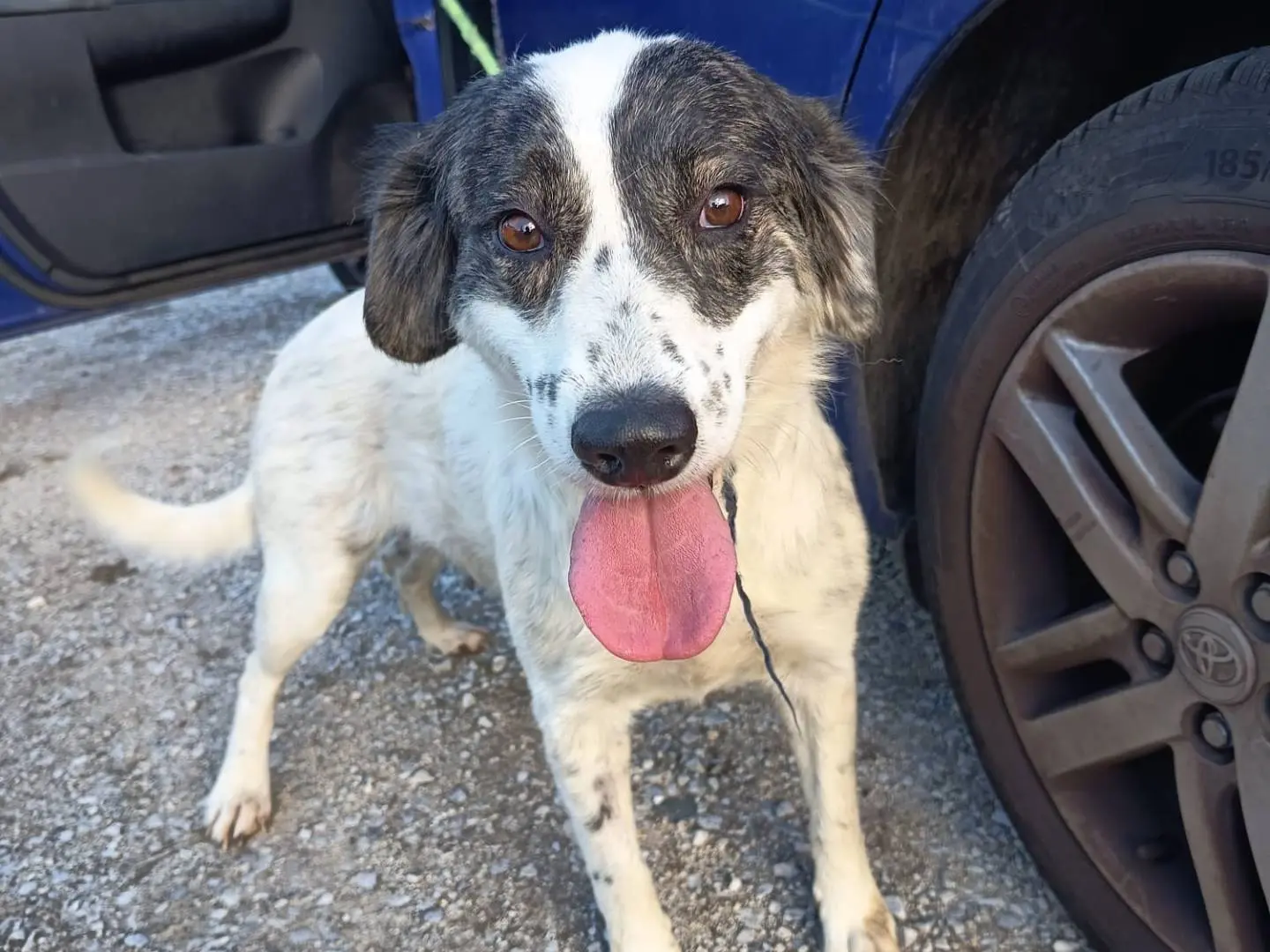 Adotta un cane, femmina, 2 anni e 4 mesi, Vibo