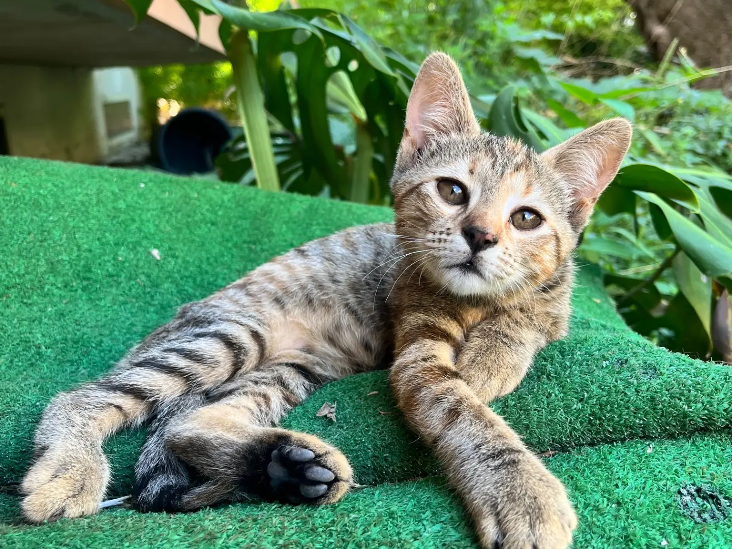 Adotta un gatto, femmina, 1 anno e 5 mesi, Napoli