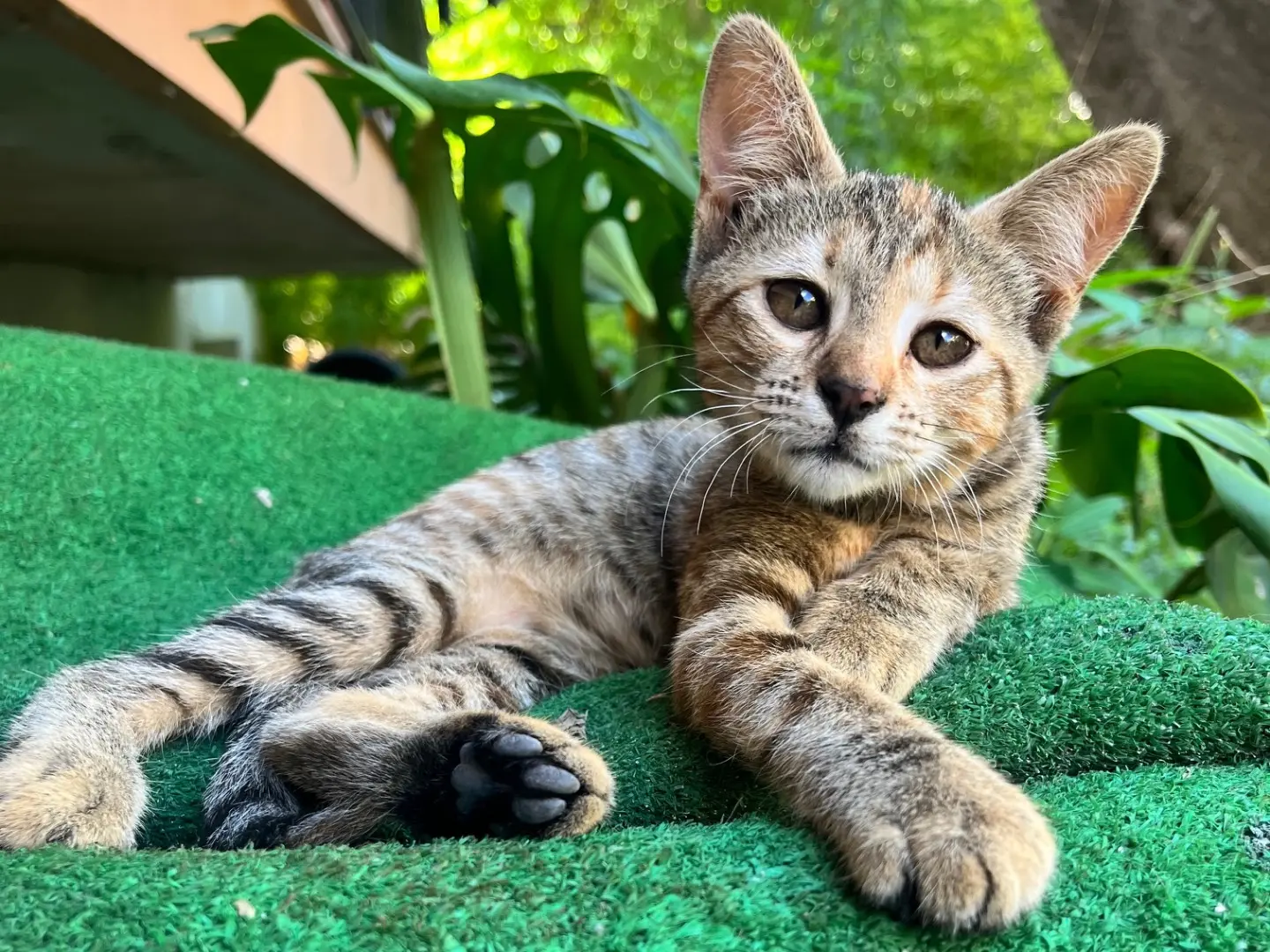 Adozione gatto, femmina, Razza sconosciuta Razza sconosciuta, 1 anno e 5 mesi, taglia non valida, Napoli