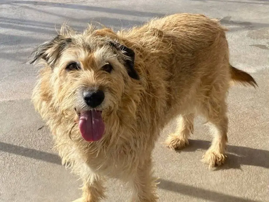 Adotta un cane, taglia media, maschio, Latina