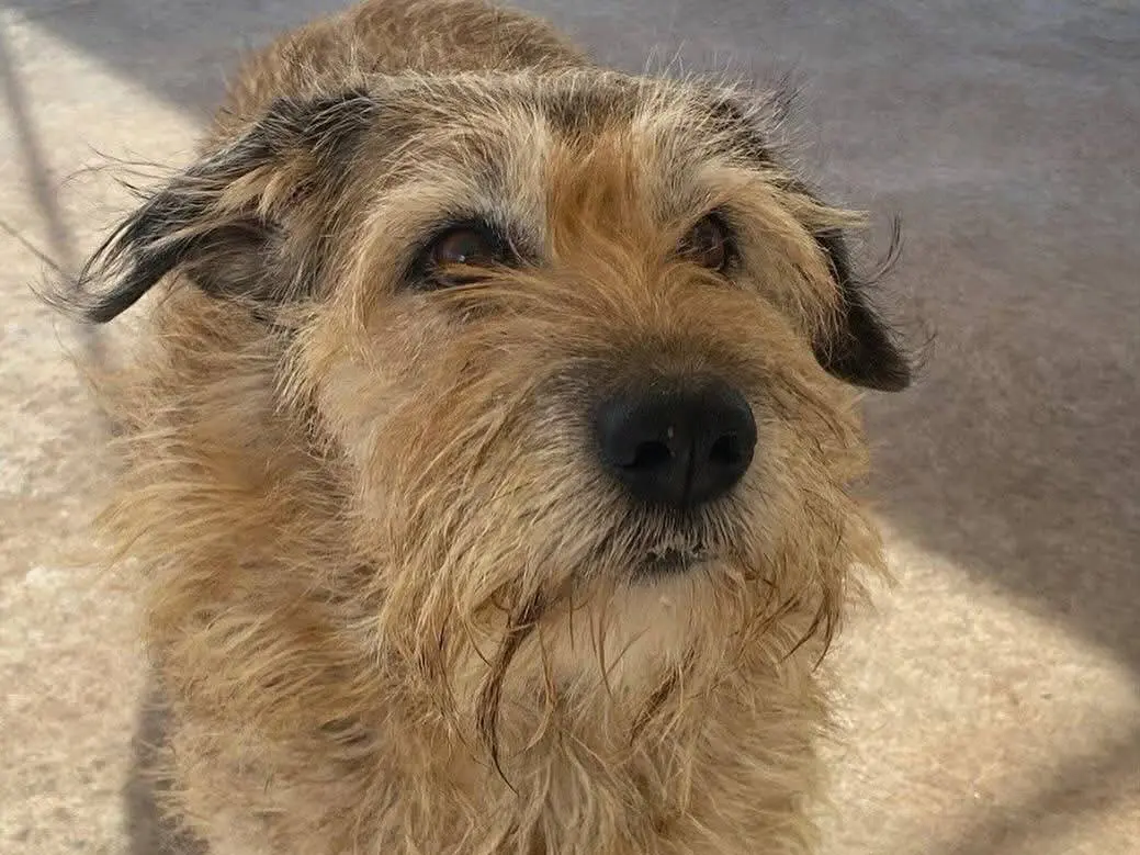 Adotta un cane, maschio, 8 anni e 8 mesi, Latina