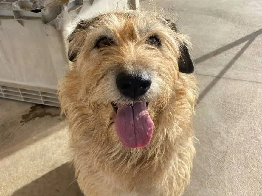 Adozione cane, maschio, Spinone Razza sconosciuta, 8 anni e 8 mesi, taglia media, Latina