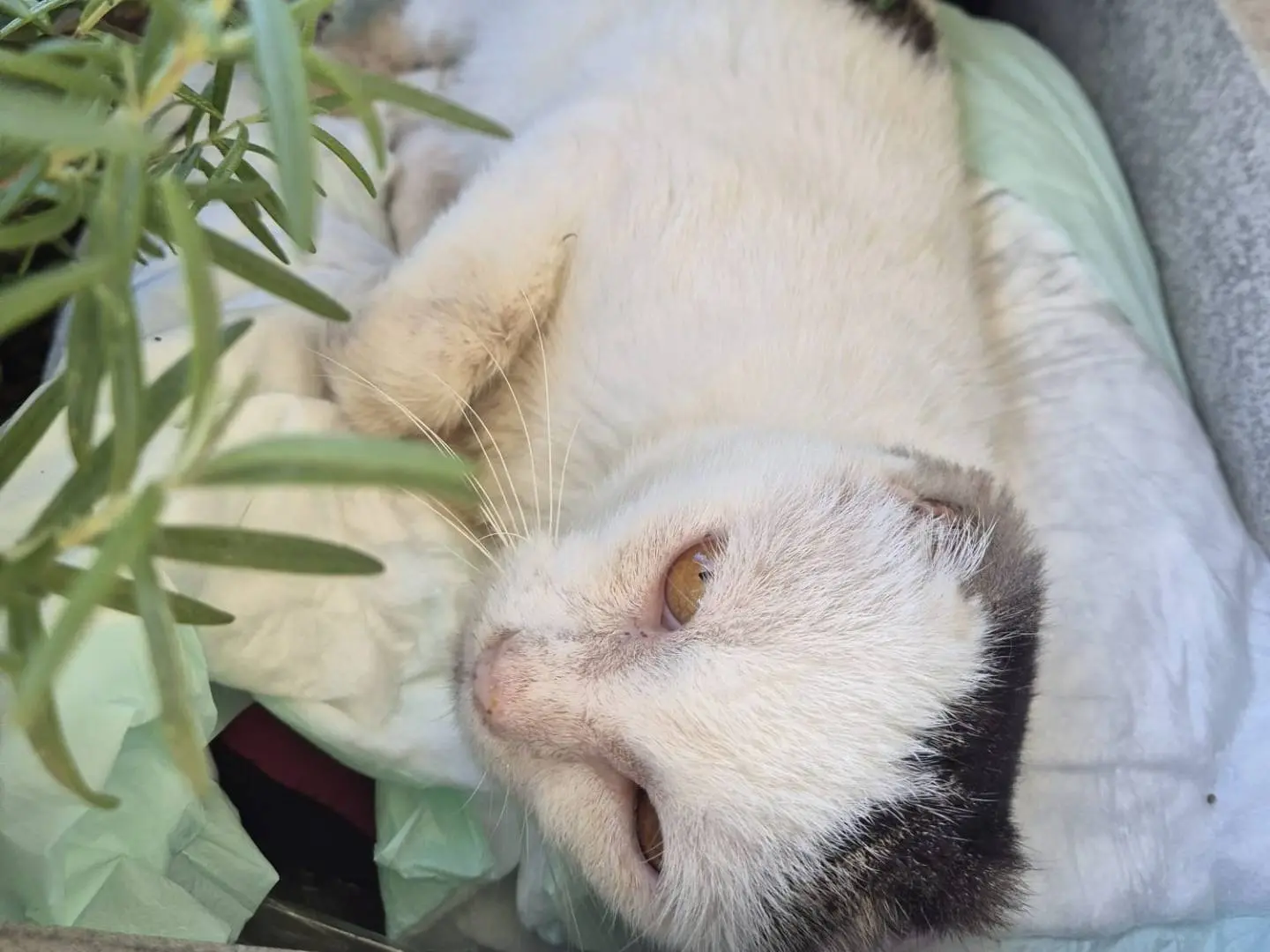 Adotta un gatto, taglia non valida, maschio, Parma