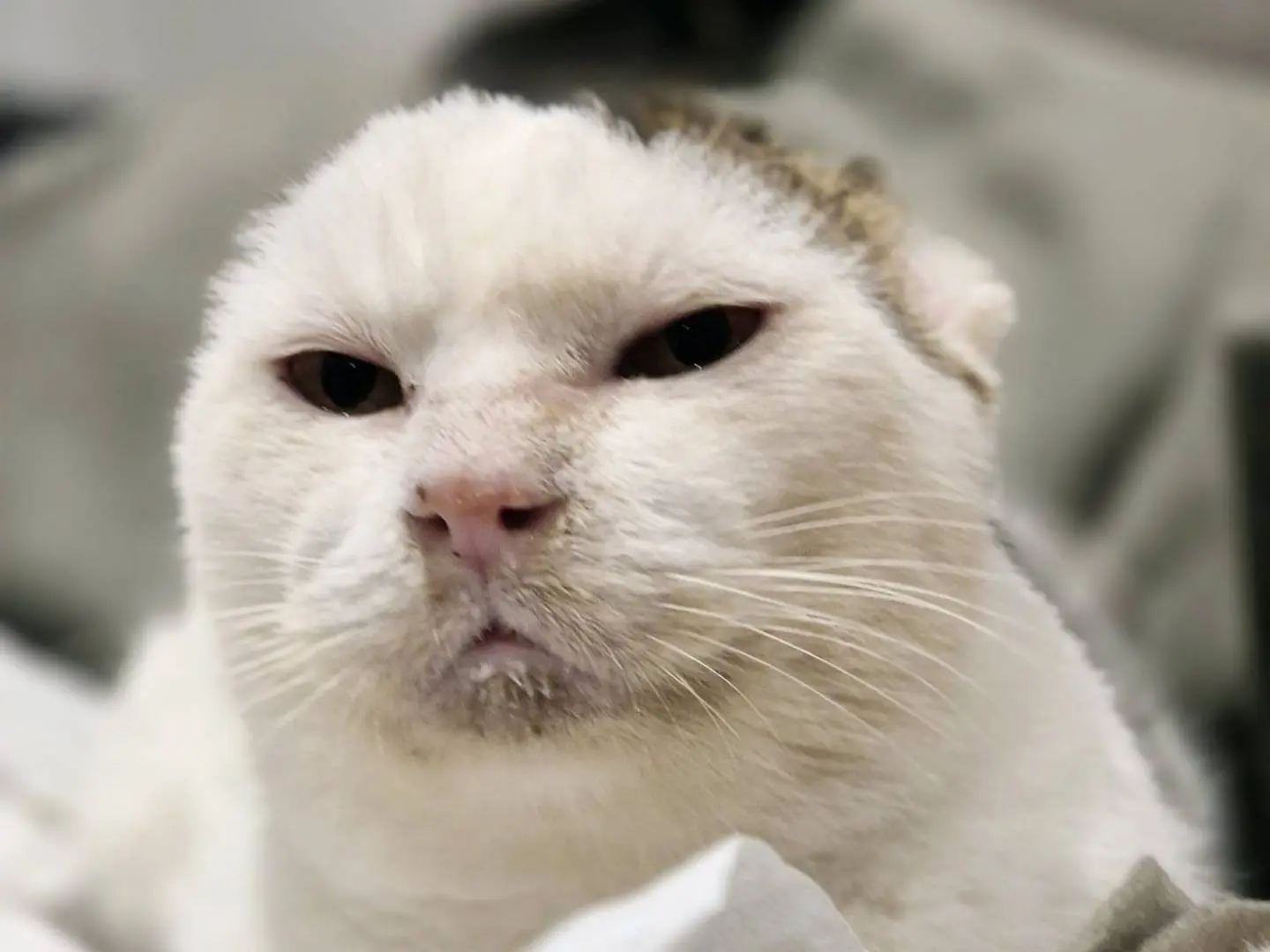 Adotta il gatto GIGIO a Parma