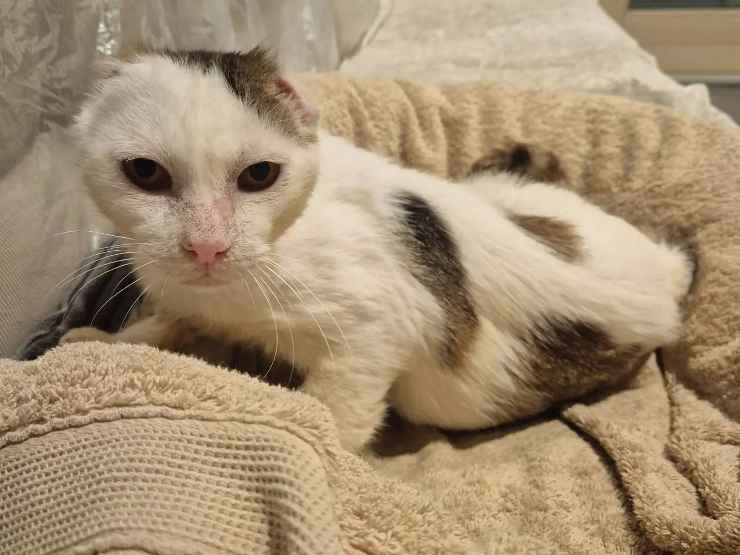 Adotta un gatto, maschio, 11 anni e 2 mesi, Parma