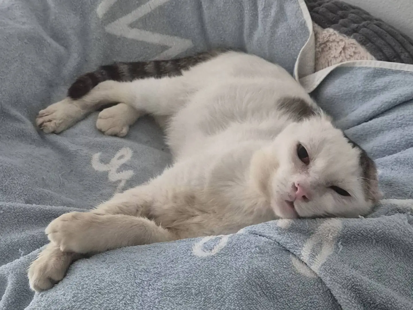 Adozione gatto, maschio, Razza sconosciuta Razza sconosciuta, 11 anni e 2 mesi, taglia non valida, Parma
