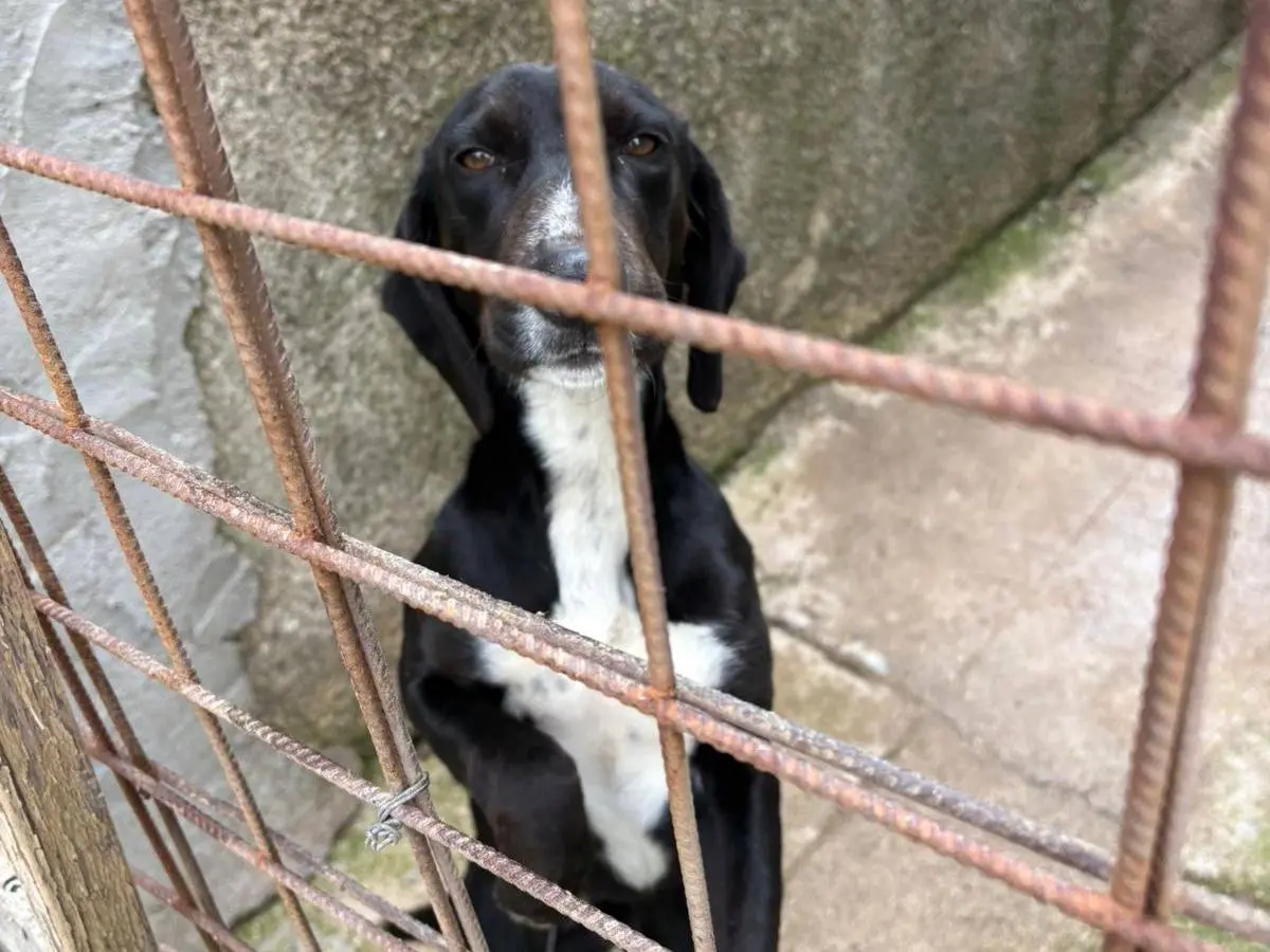 Foto 2 dell'animale