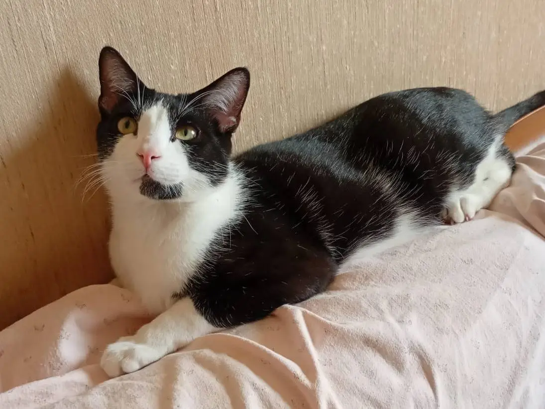 Adotta il gatto Lapo a Trapani