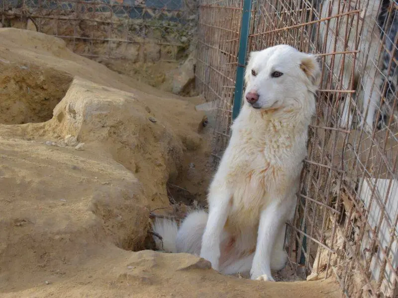 Adotta un cane, femmina, 3 anni e 7 mesi, Matera