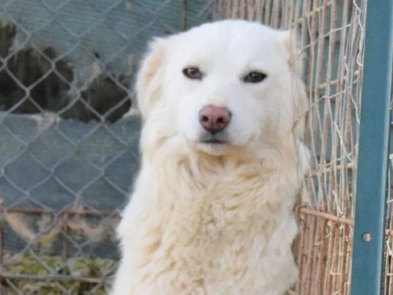 Adozione cane, femmina, Razza sconosciuta Razza sconosciuta, 3 anni e 7 mesi, taglia media, Matera
