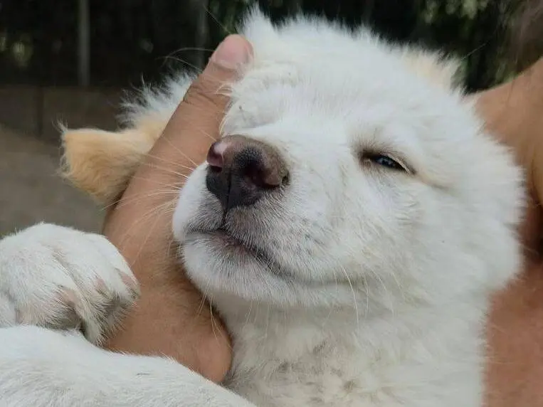 Adotta un cane, taglia media, maschio, Roma