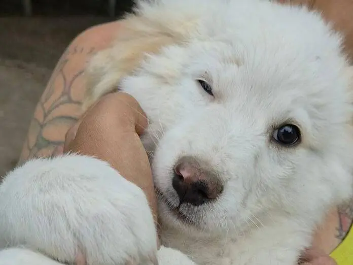 Vuoi adottare un cane a Roma?