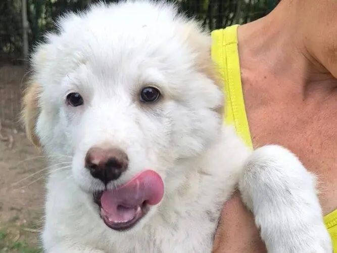 Adotta un cane, maschio, 3 mesi, Roma