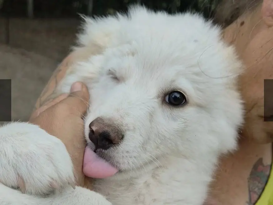 Adotta il cane Babaganoush a Roma