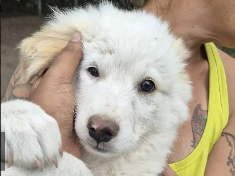 Adozione cane, maschio, Razza sconosciuta Razza sconosciuta, 3 mesi, taglia media, Roma