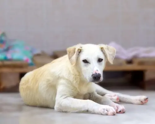 Adozione cane, maschio, meticcio, 5 anni e 6 mesi, taglia media, Modena
