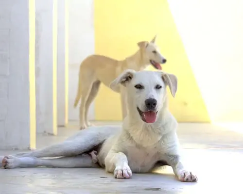 Adotta un cane, maschio, 5 anni e 6 mesi, Modena
