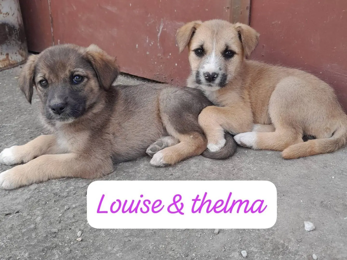 Adotta un cane, taglia media, femmina, Catania