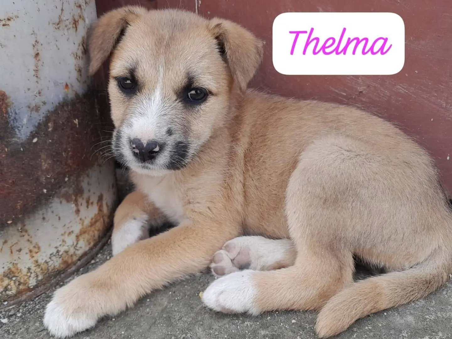 Adozione cane, femmina, Razza sconosciuta Razza sconosciuta, 1 anno e 6 mesi, taglia media, Catania