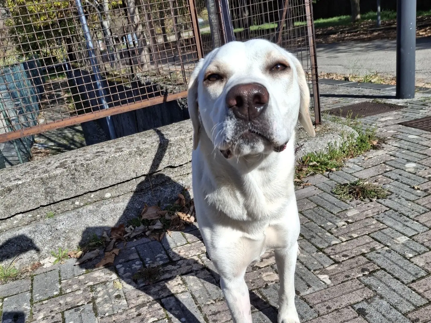 Vuoi adottare un cane a Torino?