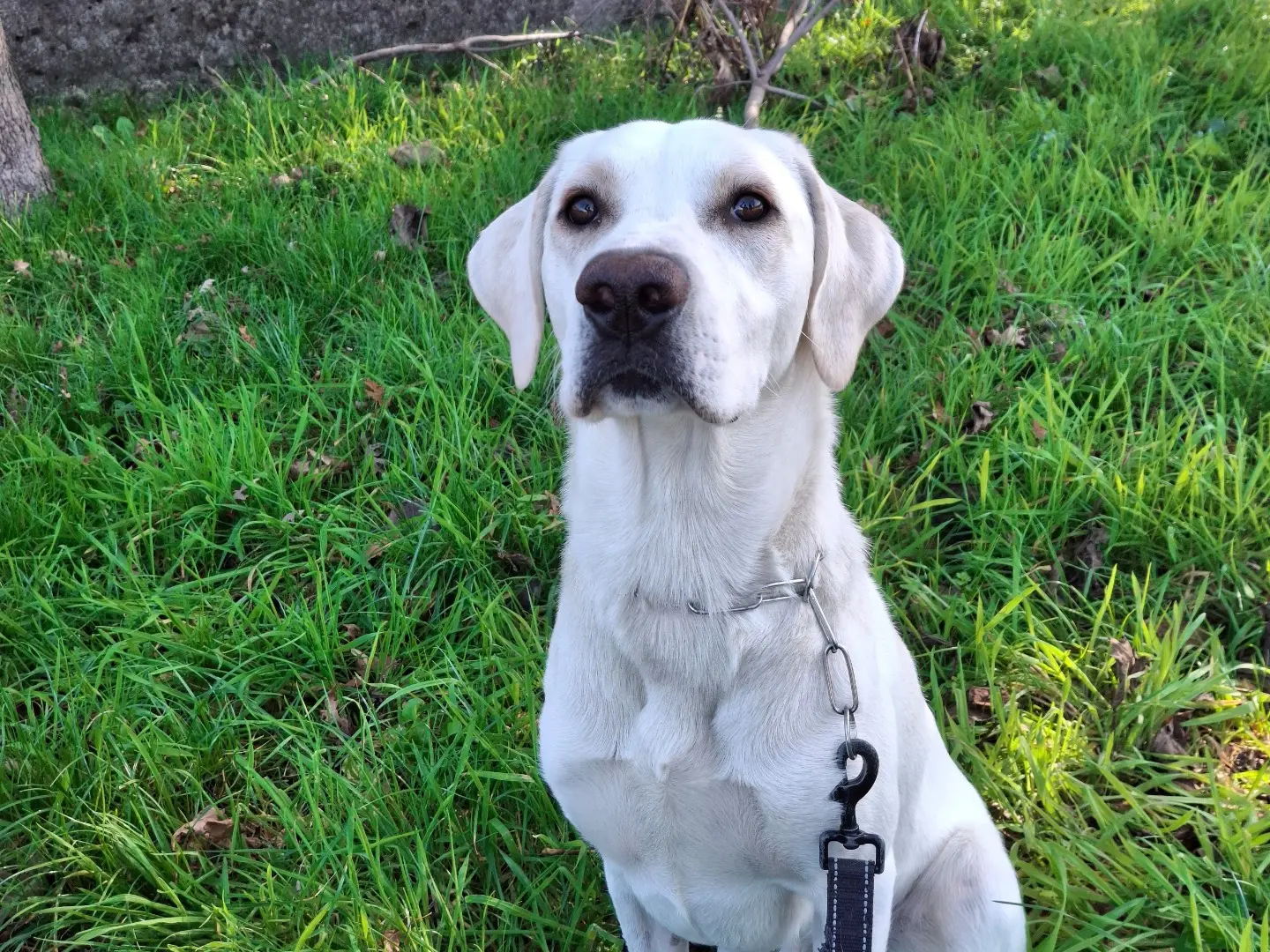 Adozione cane, maschio, Razza sconosciuta Razza sconosciuta, 1 anno e 11 mesi, taglia media, Torino