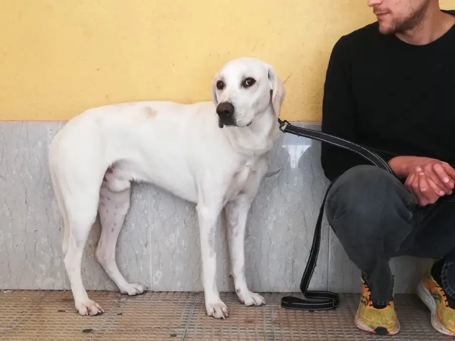 Adotta un cane, maschio, 1 anno e 11 mesi, Torino