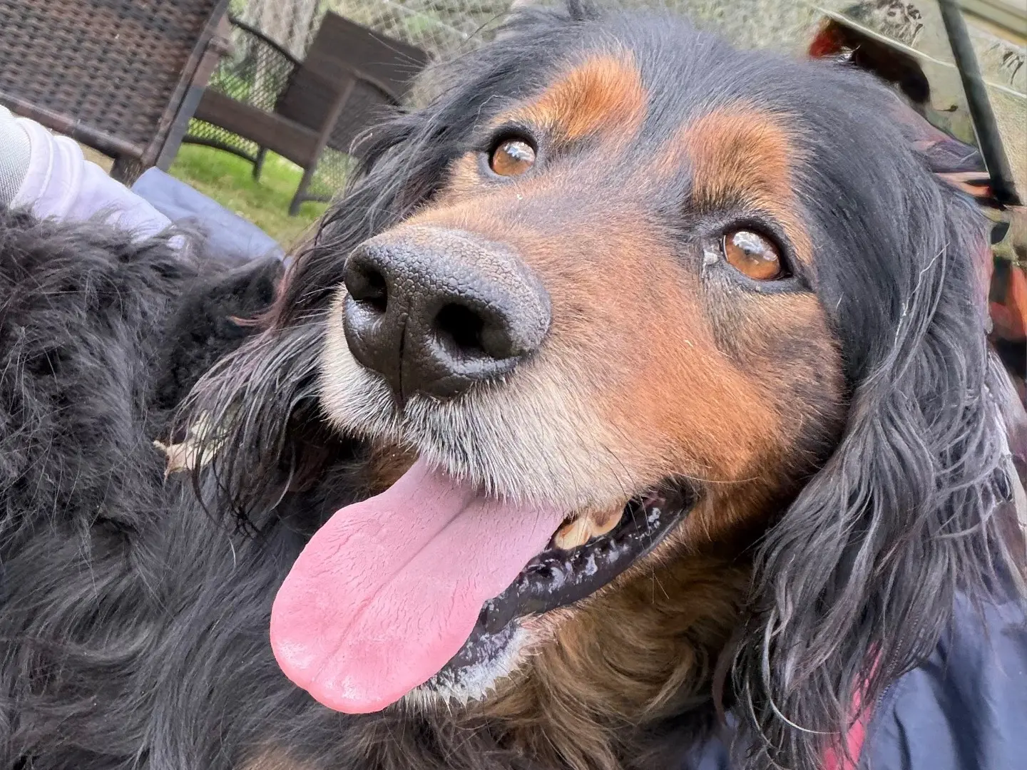 Adozione cane, maschio, Razza sconosciuta Razza sconosciuta, 6 anni e 3 mesi, taglia media, Salerno