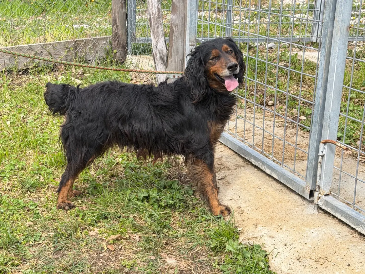 Adotta un cane, maschio, 6 anni e 3 mesi, Salerno