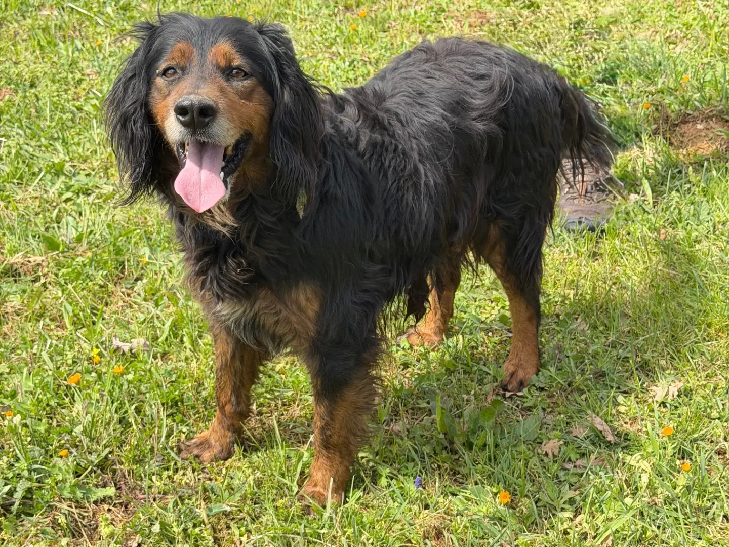 Adotta un cane, taglia media, maschio, Salerno