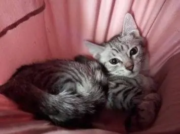 Vuoi adottare un gatto a Frosinone?