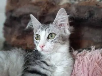Adozione gatto, femmina, Razza sconosciuta Razza sconosciuta, 1 anno e 4 mesi, taglia non valida, Frosinone