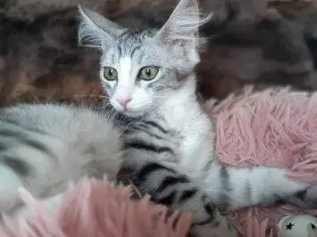 Adotta un gatto, taglia non valida, femmina, Frosinone